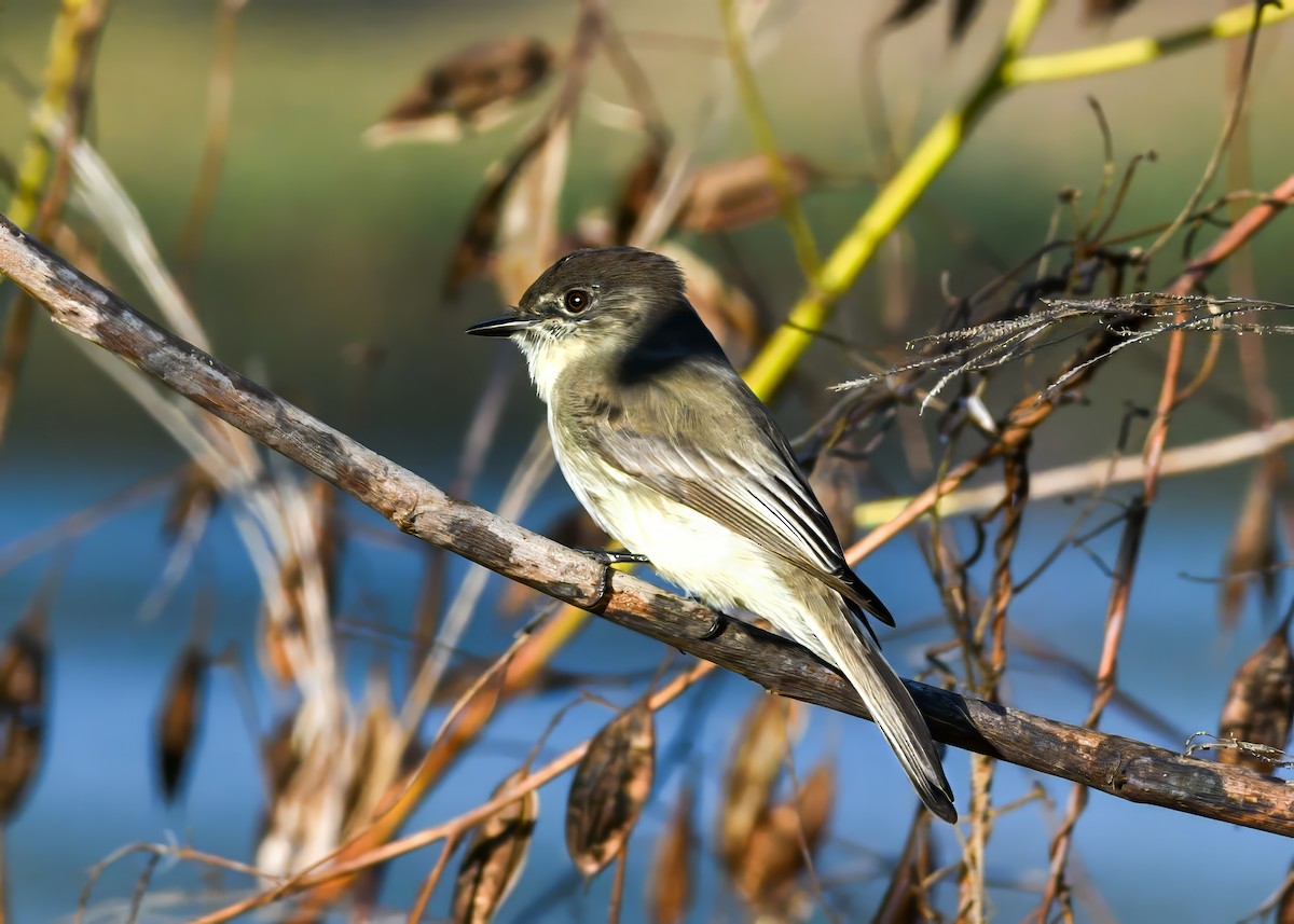 Eastern Phoebe - ML646363904