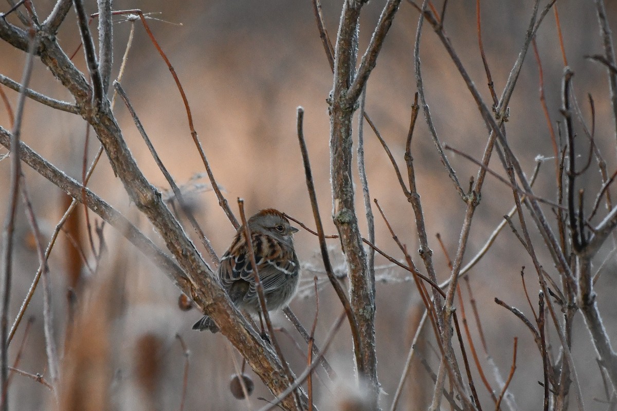 American Tree Sparrow - ML646363905