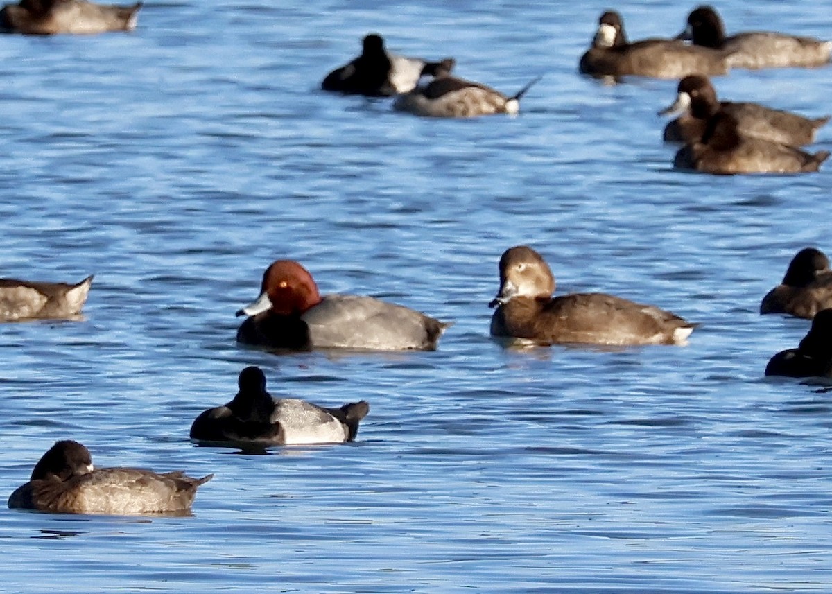 Redhead - ML646363906