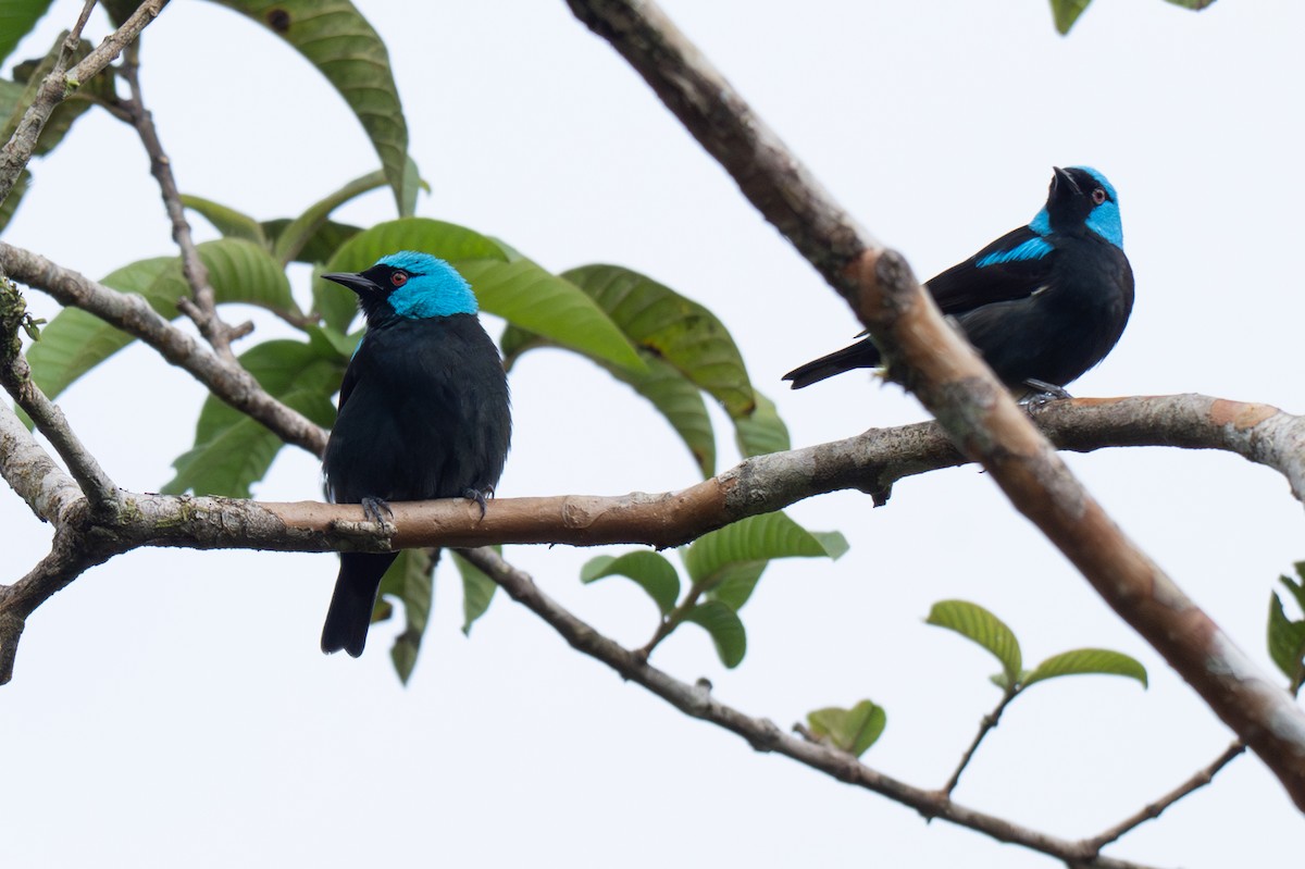 Scarlet-thighed Dacnis - ML646363907