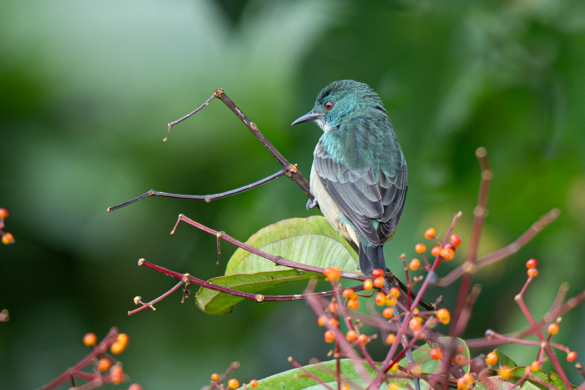 Scarlet-thighed Dacnis - ML646363908