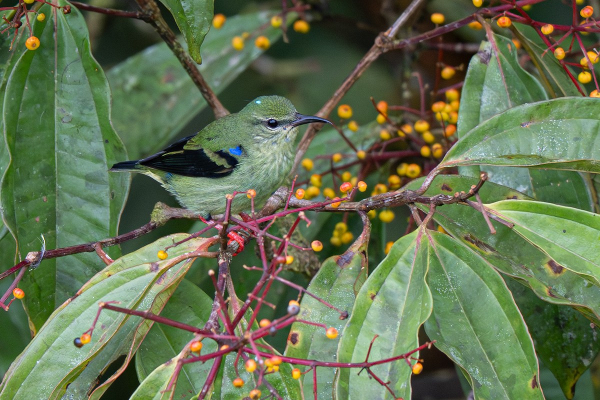 Red-legged Honeycreeper - ML646363909