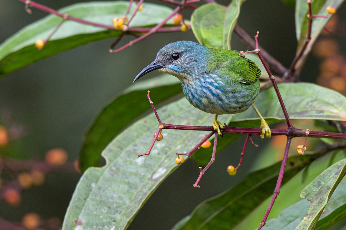 Shining Honeycreeper - ML646363910