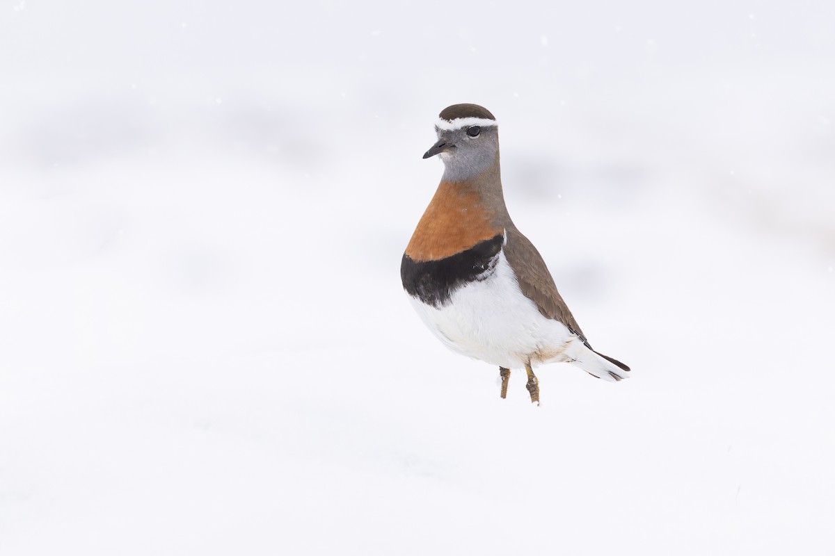 Rufous-chested Dotterel - ML646363912