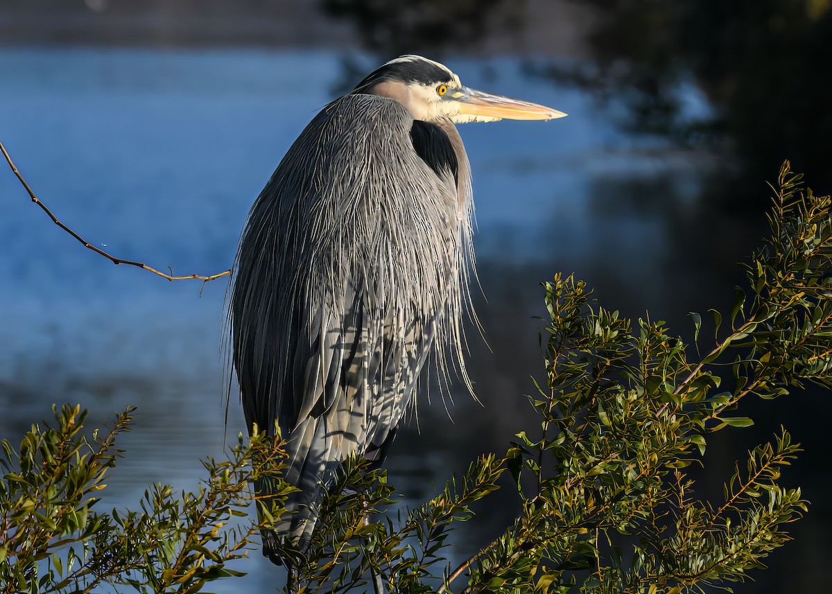 Great Blue Heron - ML646363915