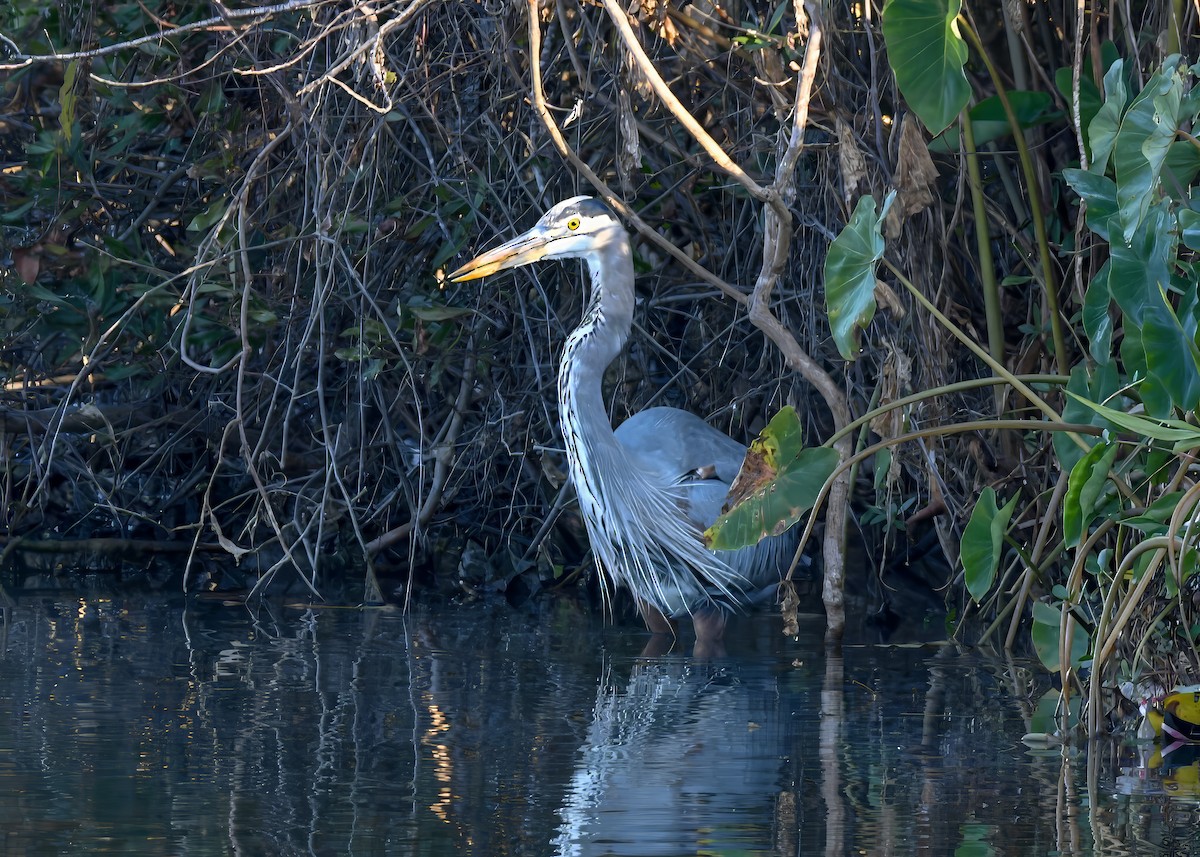 Great Blue Heron - ML646363916