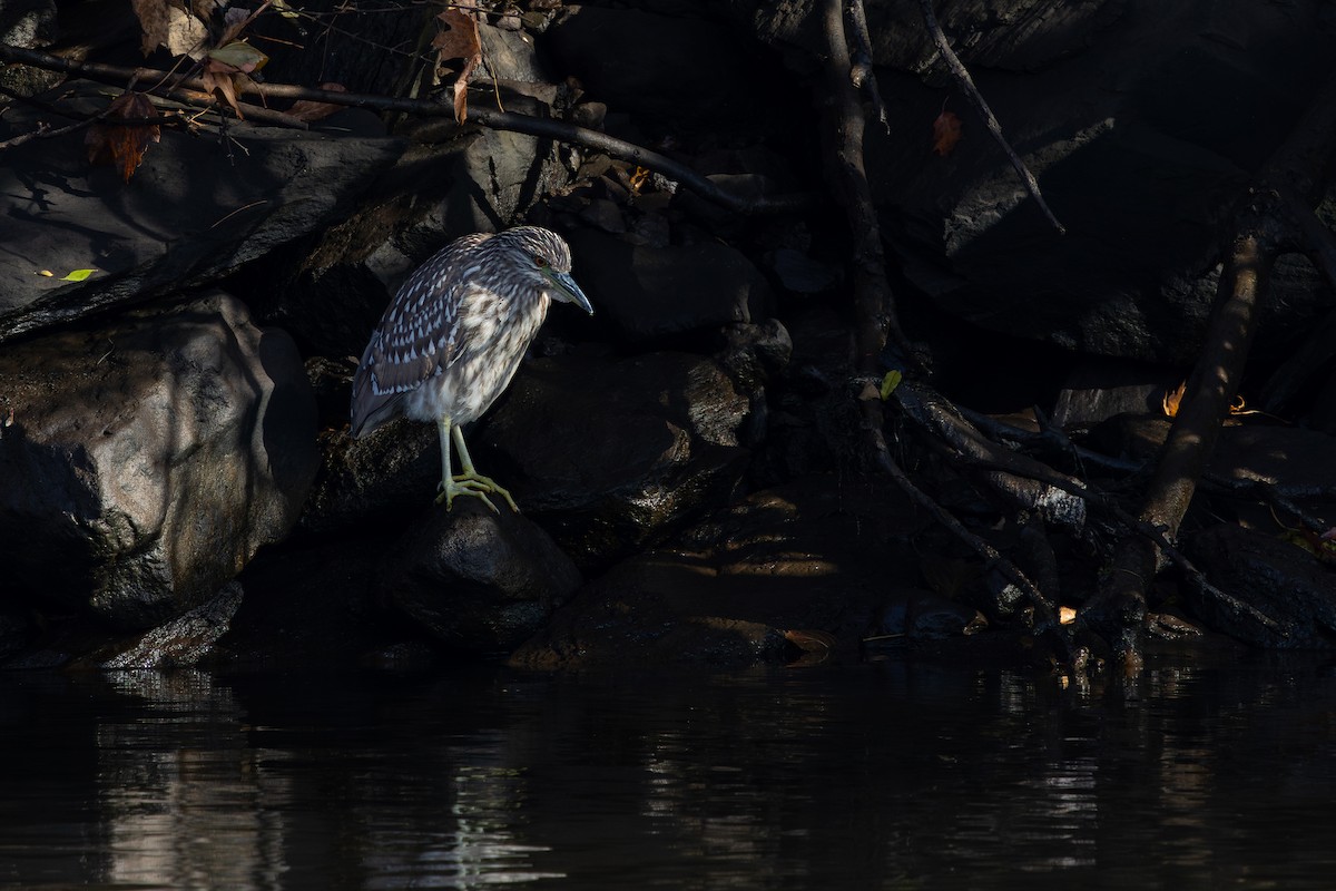 夜鷺 - ML646363917