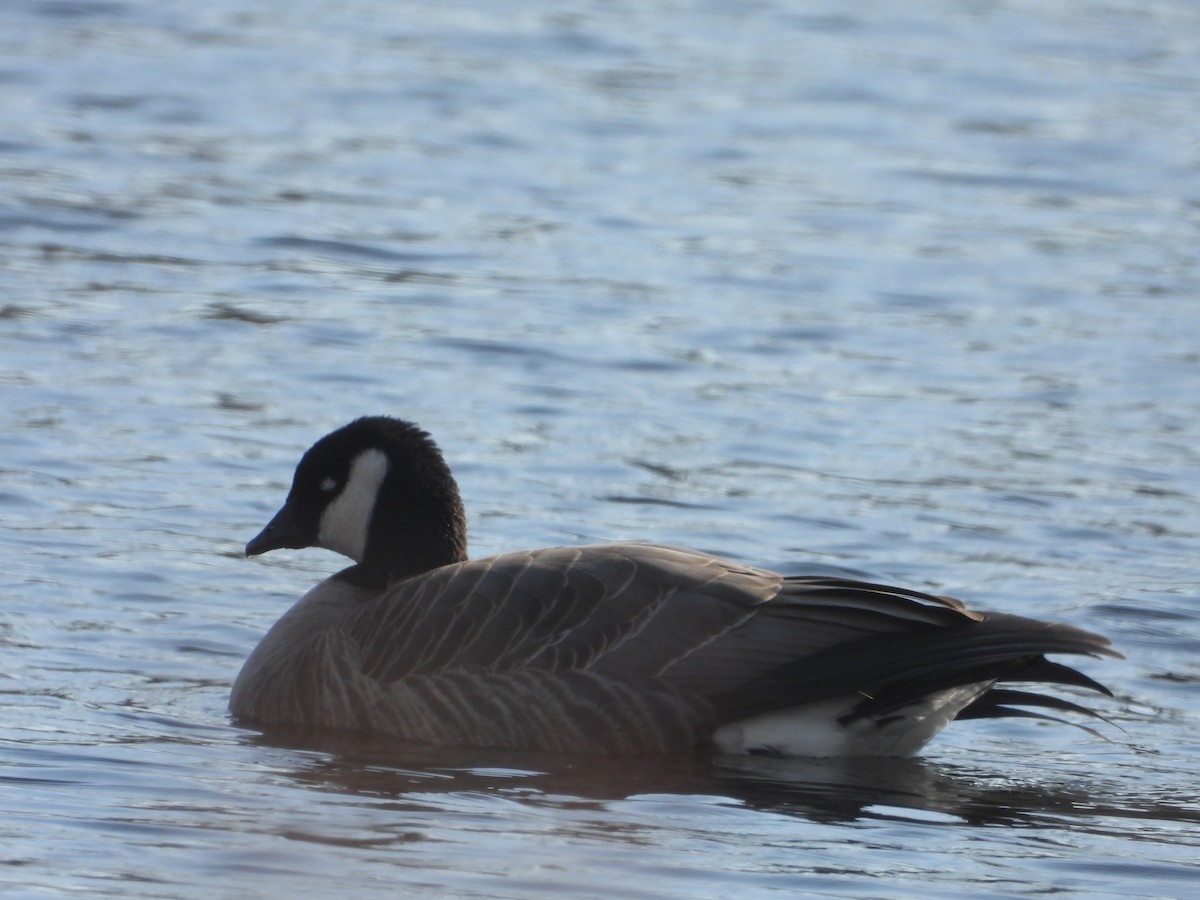 Cackling Goose - ML646363918