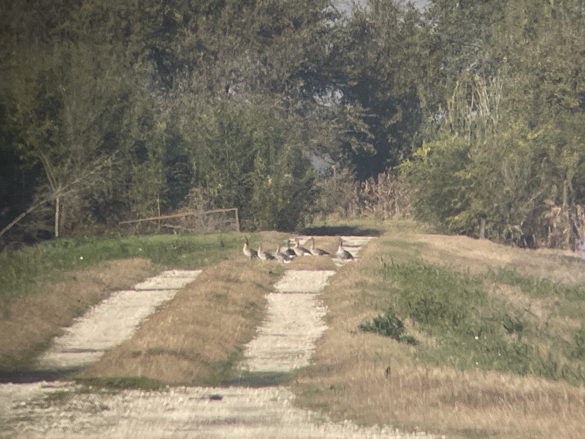 白額雁 - ML646363921