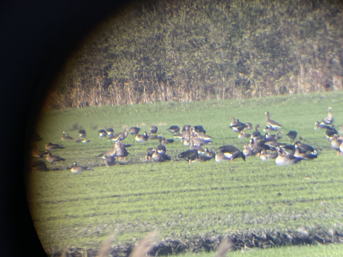 白額雁 - ML646363922