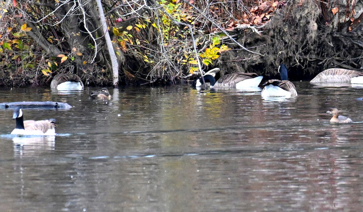 Ring-necked Duck - ML646363925