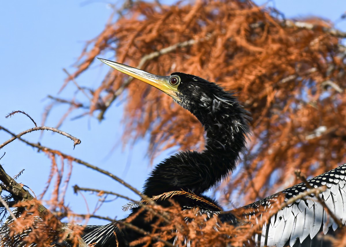 Anhinga - ML646363927