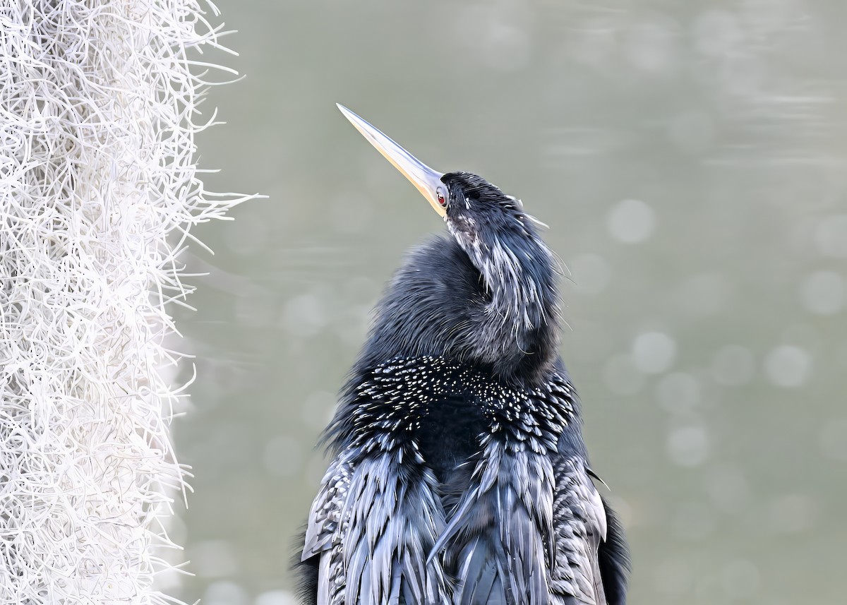 Anhinga - ML646363928