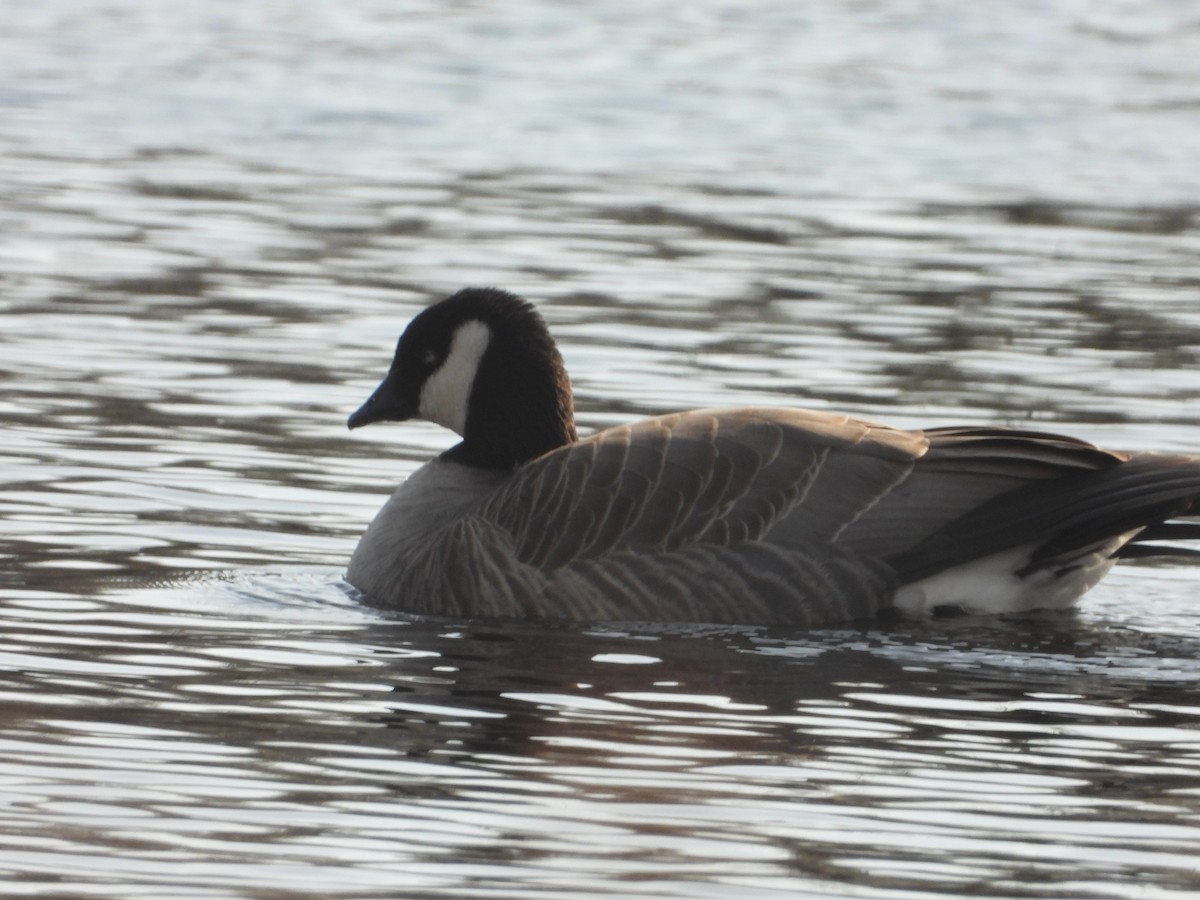 Cackling Goose - ML646363931