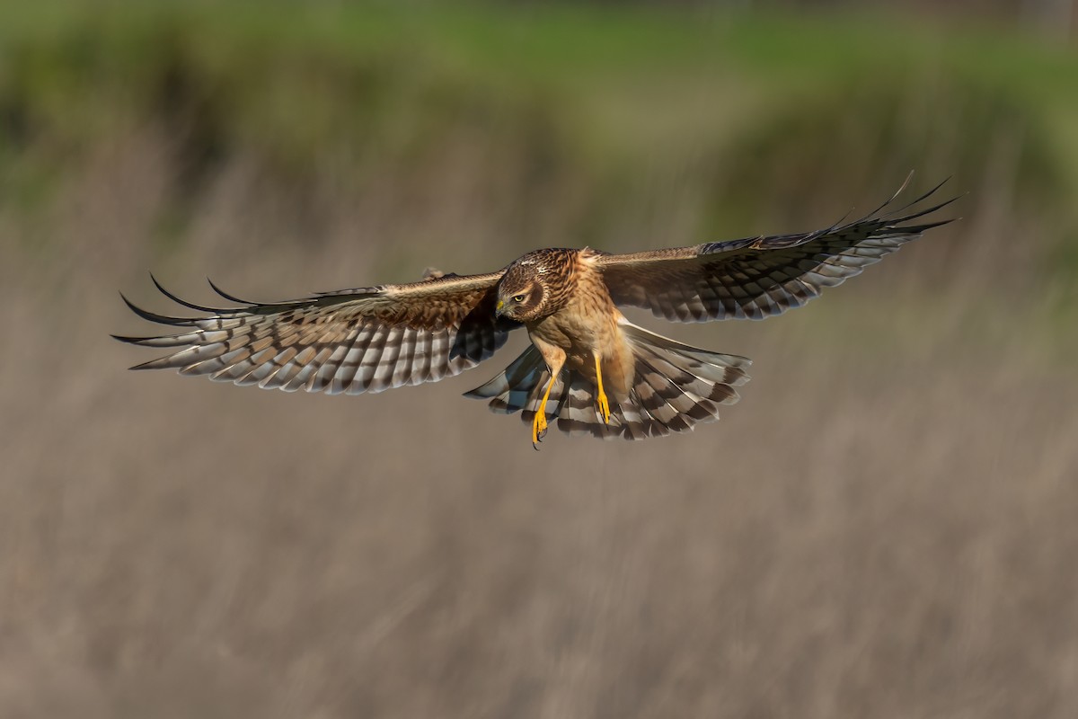 Northern Harrier - ML646363932