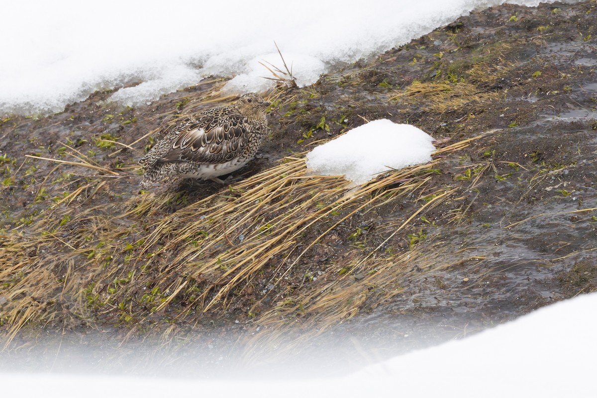 White-bellied Seedsnipe - ML646363933