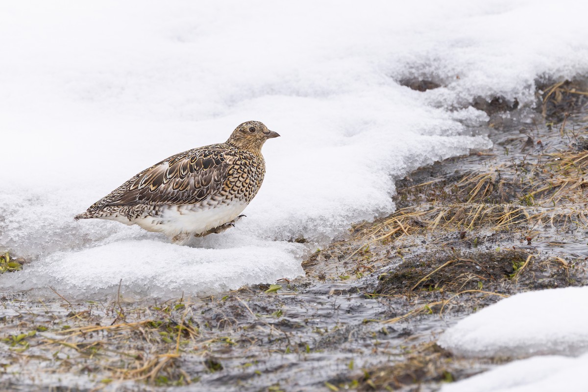 White-bellied Seedsnipe - ML646363935