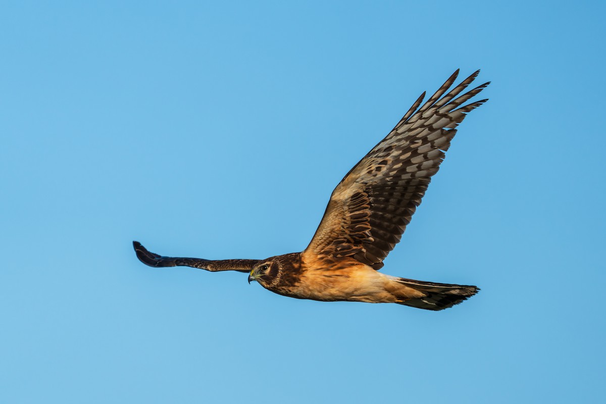 Northern Harrier - ML646363936