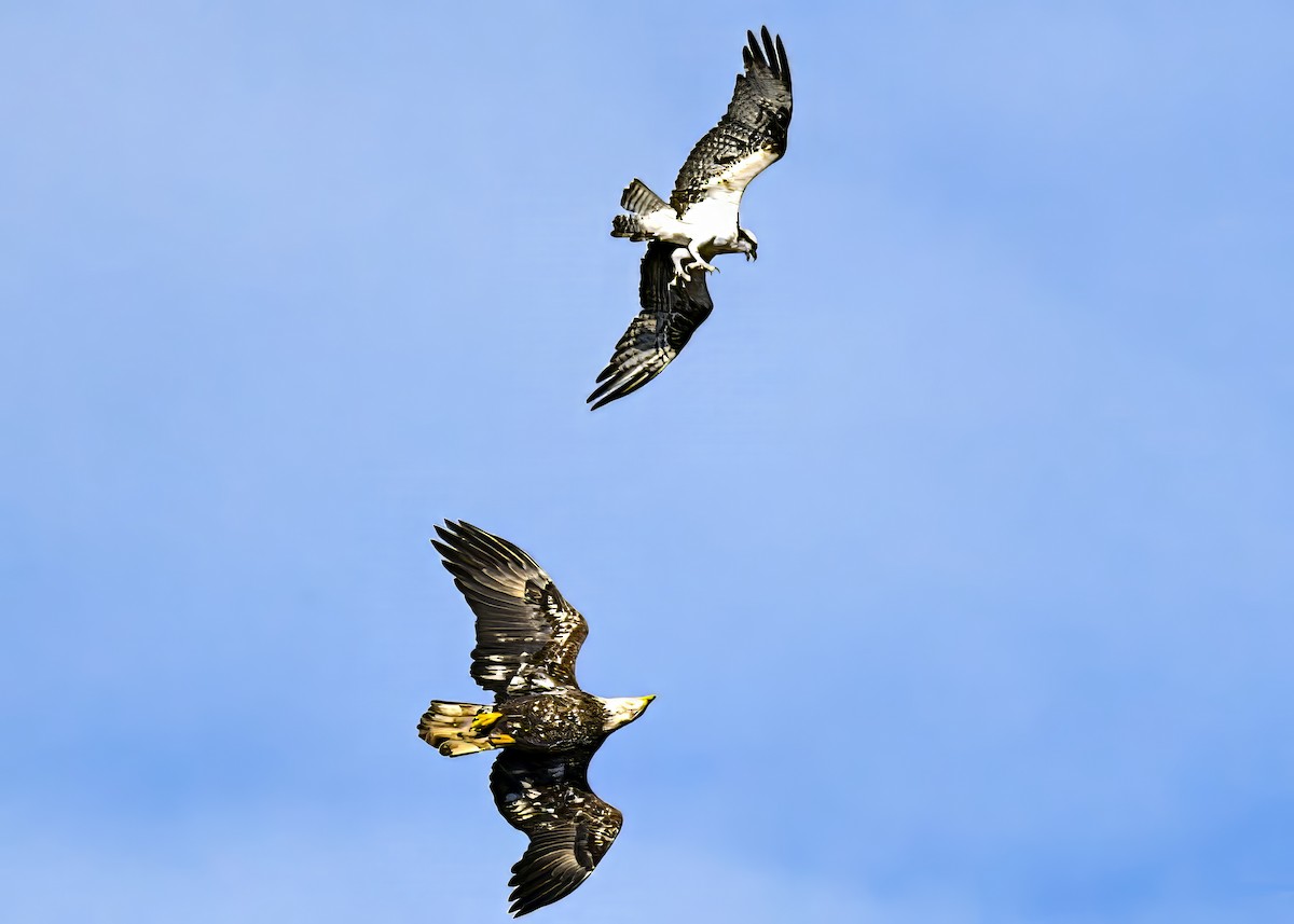 Bald Eagle - ML646363937