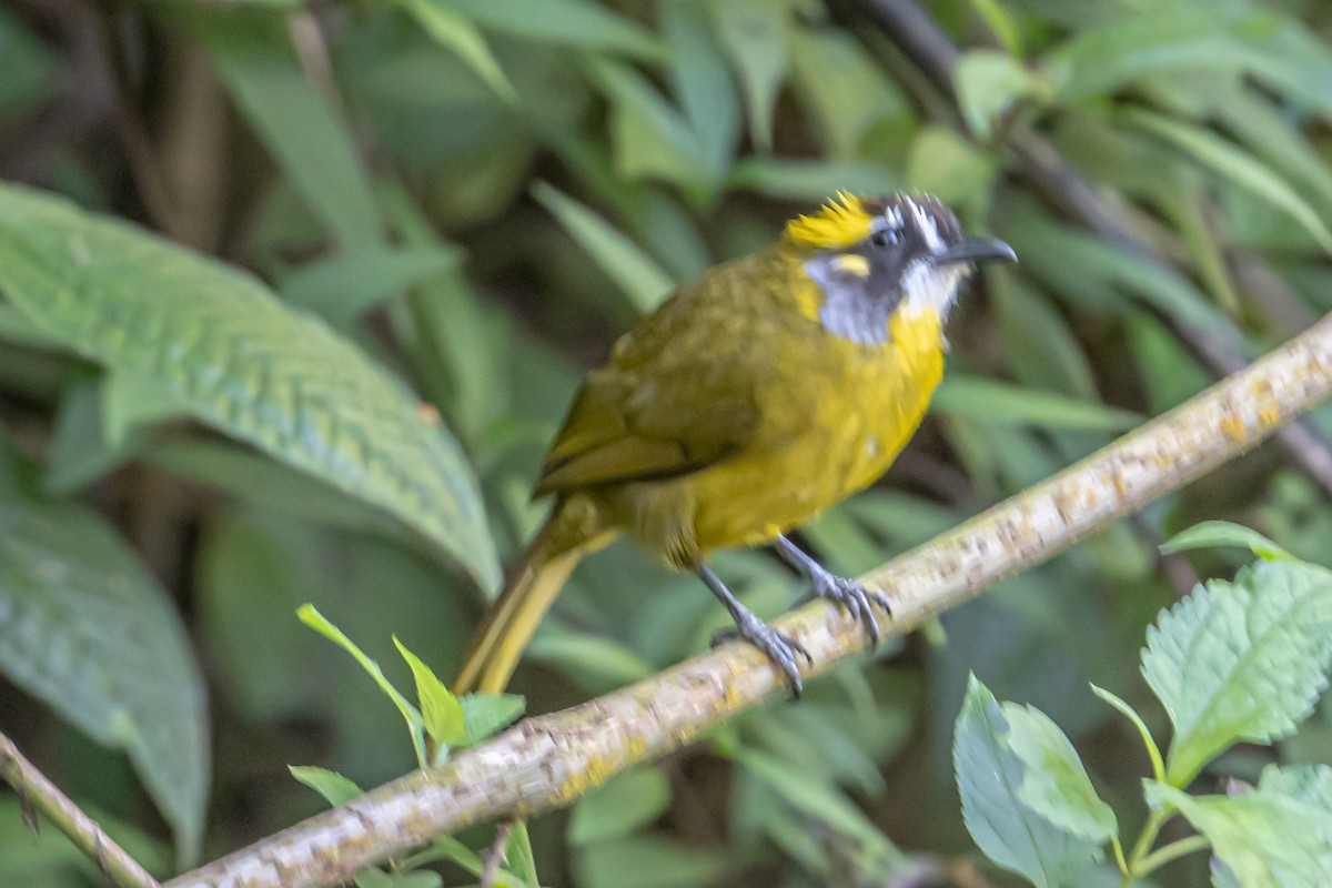 Yellow-eared Bulbul - ML646363938