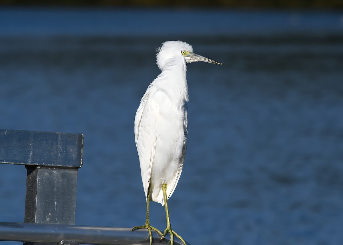 Little Blue Heron - ML646363939