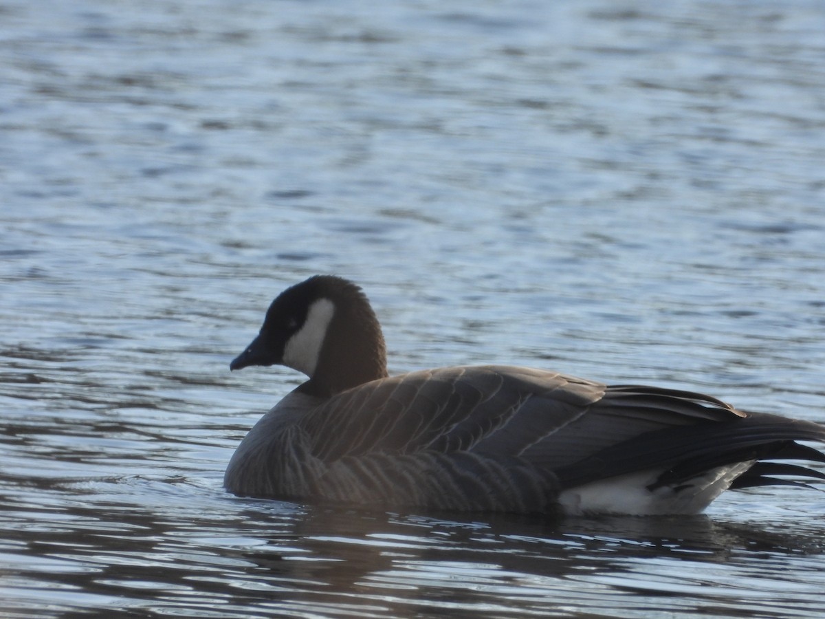 Cackling Goose - ML646363940