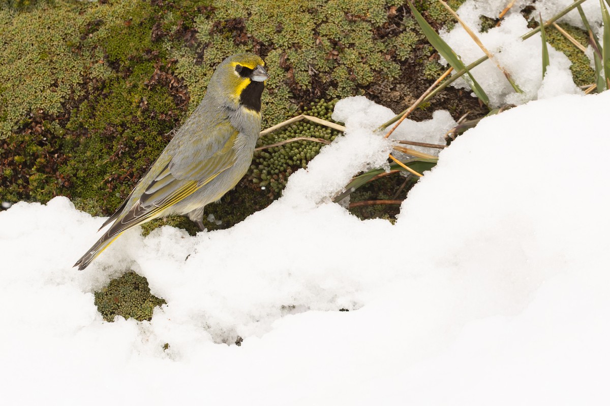 Yellow-bridled Finch - ML646363943
