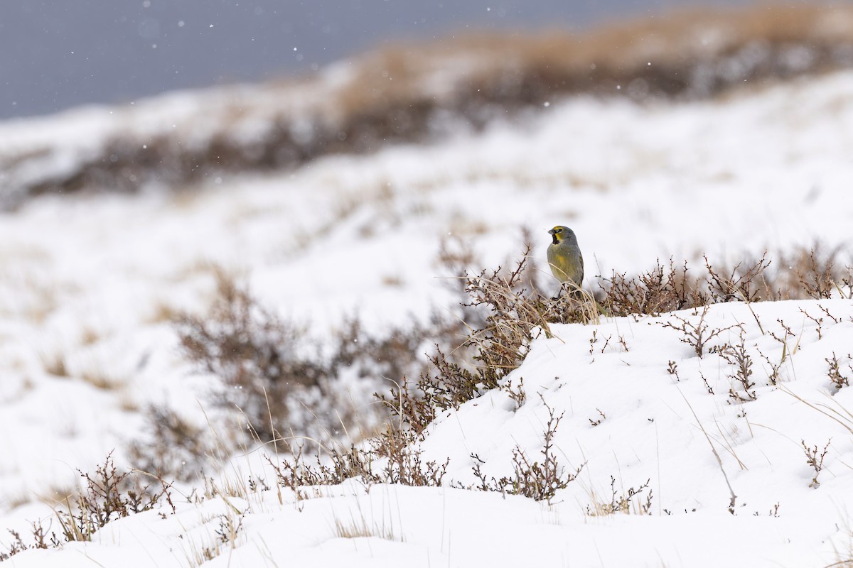 Yellow-bridled Finch - ML646363944