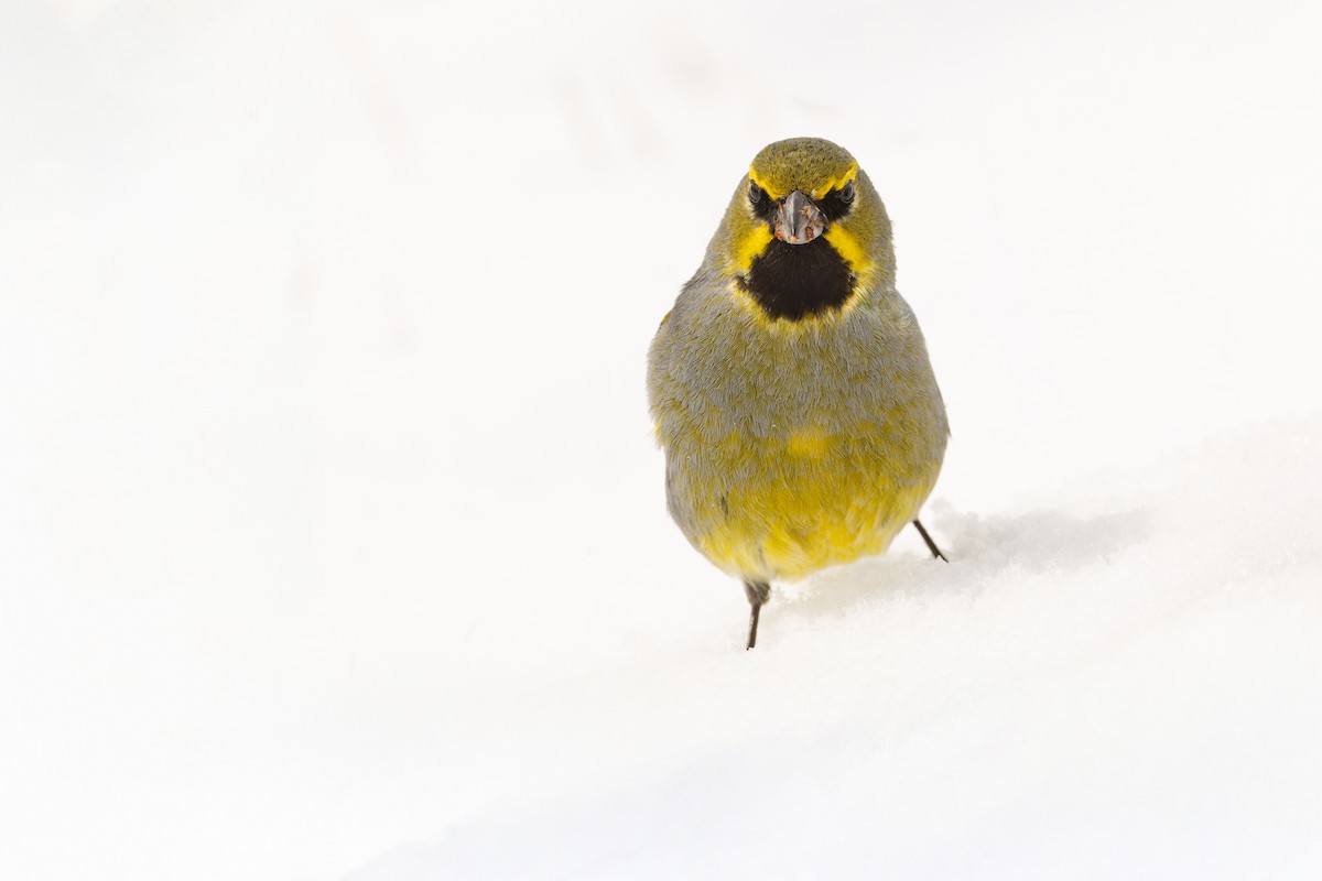 Yellow-bridled Finch - ML646363945