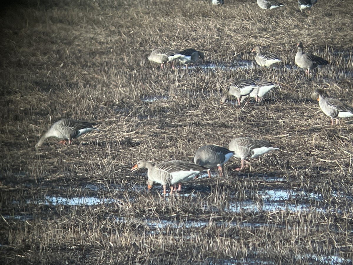 Oie cendrée - ML646363947