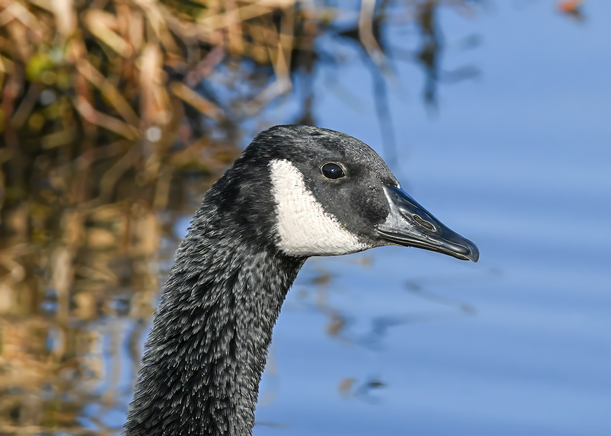 Bernache du Canada - ML646363948