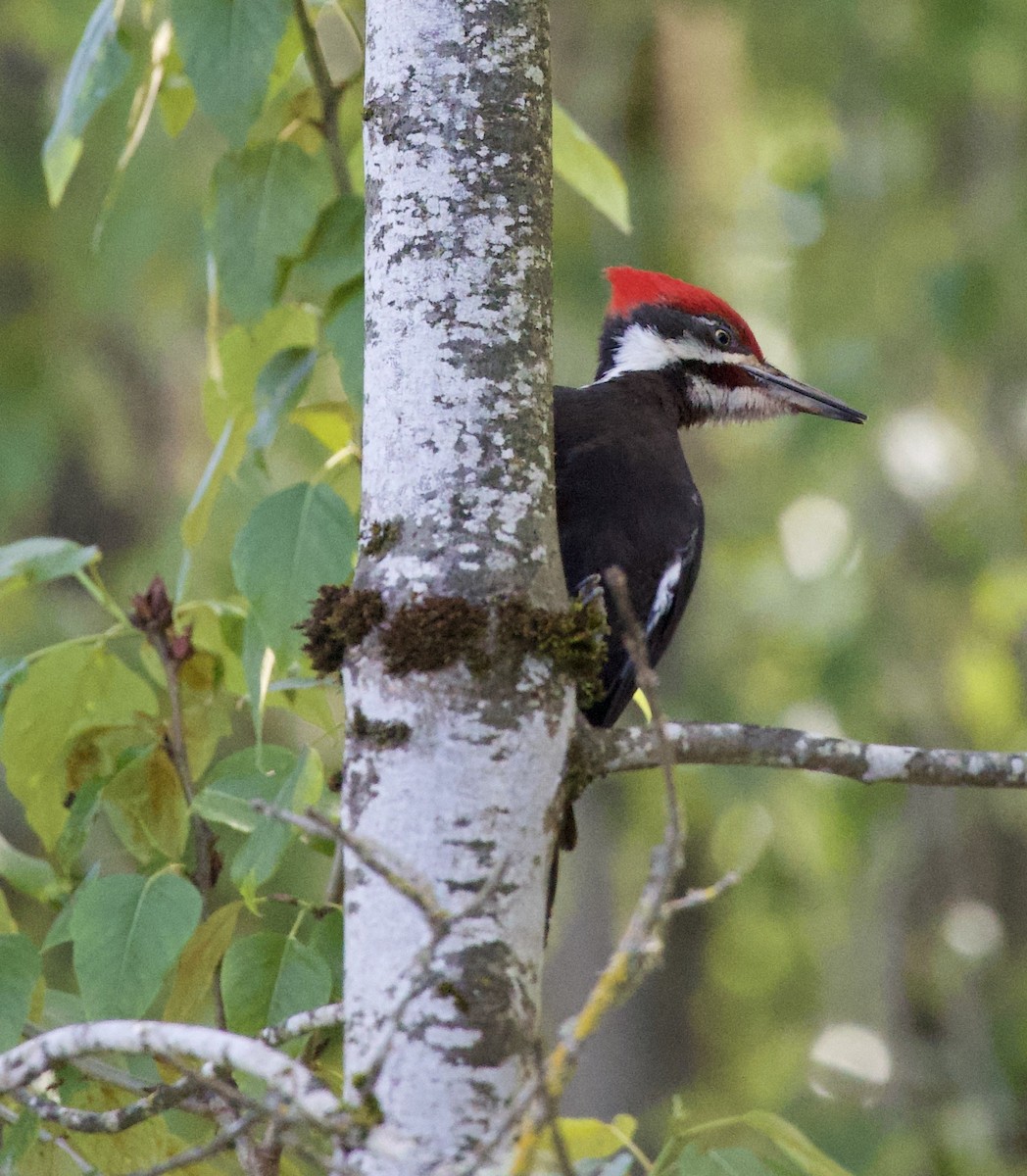 Хохлатая желна - ML646363954