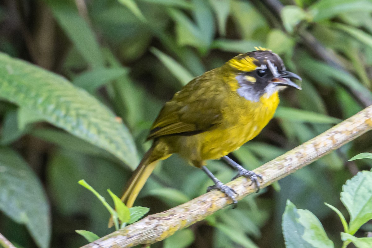Yellow-eared Bulbul - ML646363956