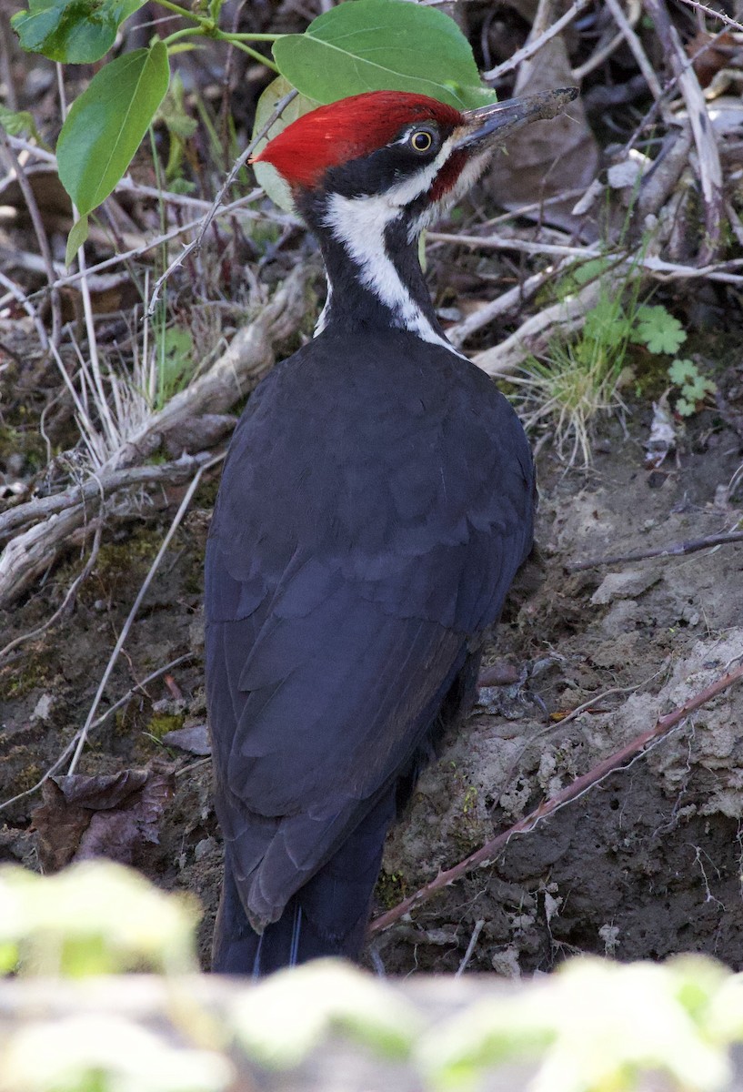 Хохлатая желна - ML646363957