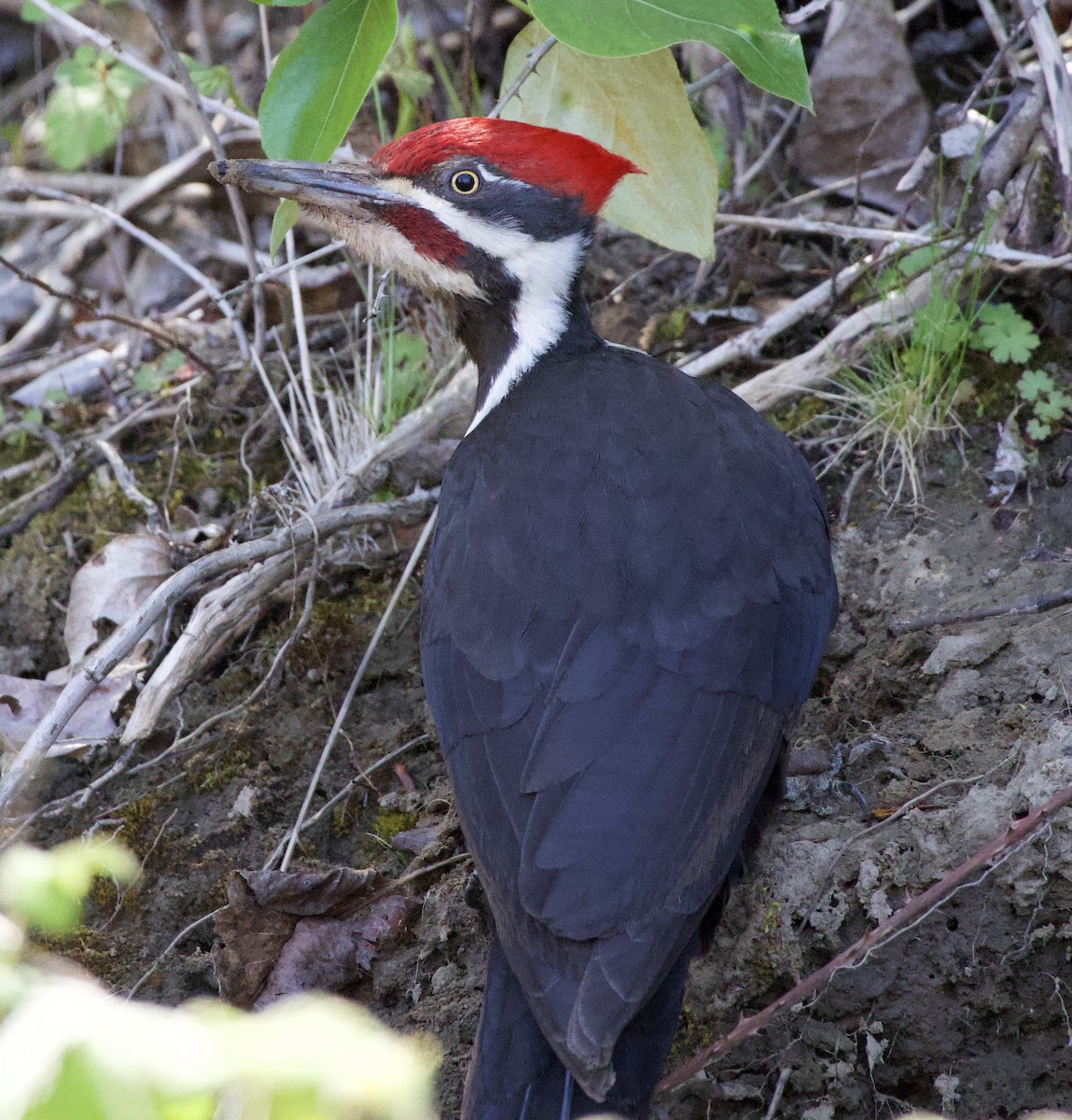 Хохлатая желна - ML646363958