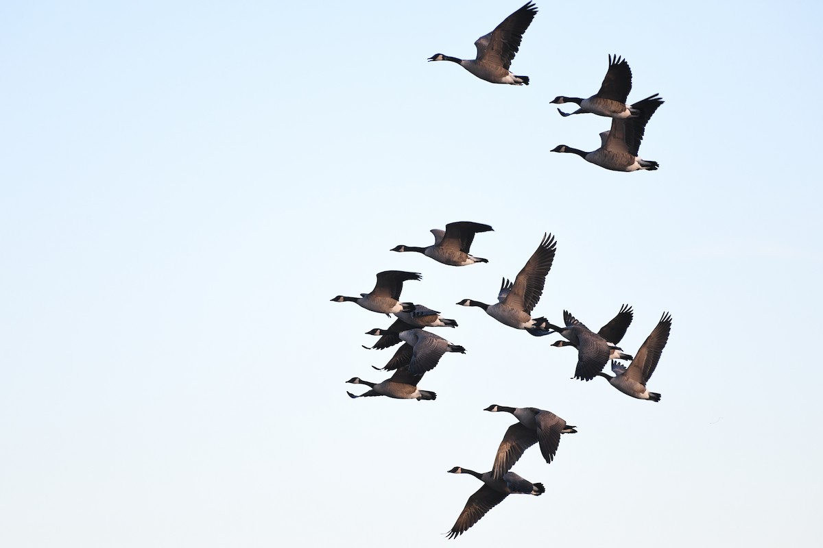 Канадская казарка - ML646363959