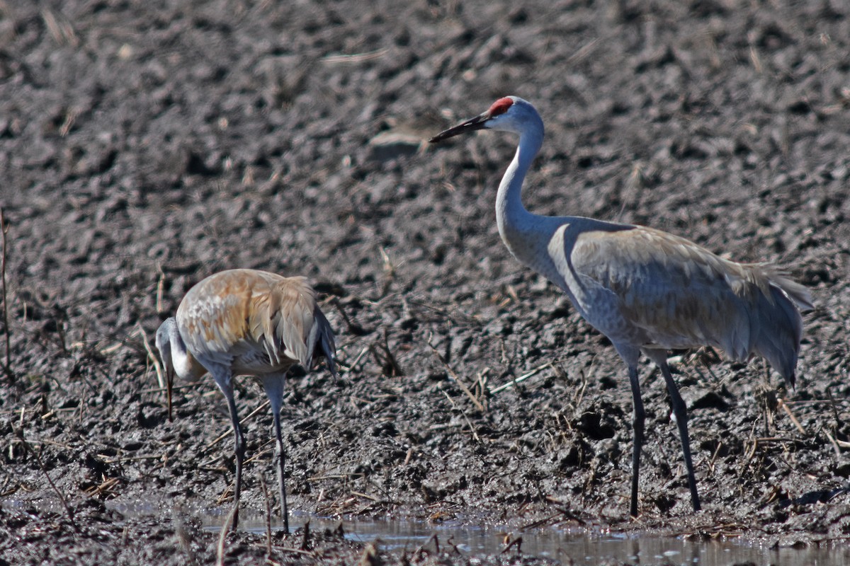 Sandhill Crane - ML646363961