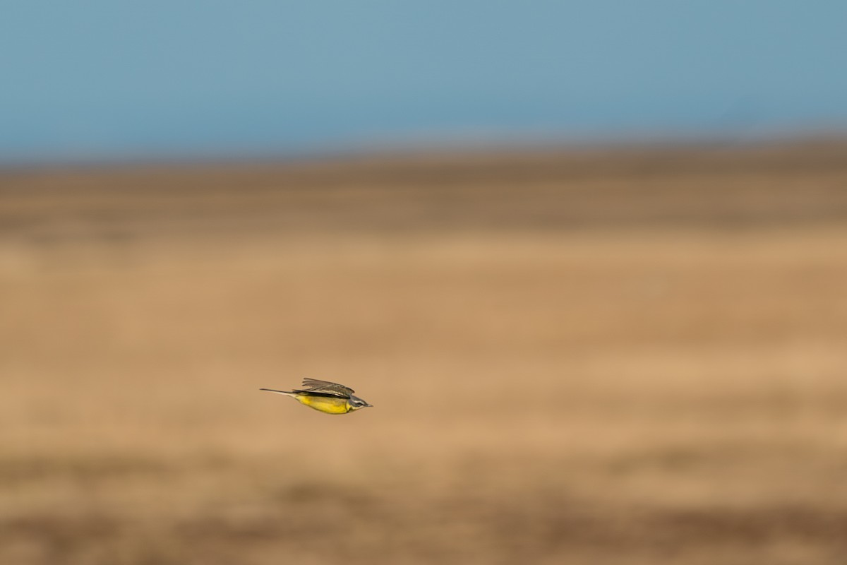 Берингийская жёлтая трясогузка - ML646363962