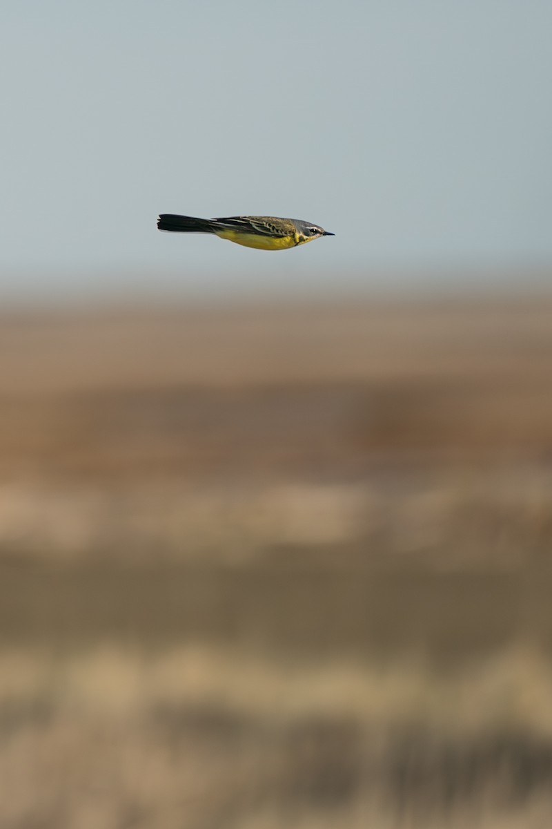 Берингийская жёлтая трясогузка - ML646363963