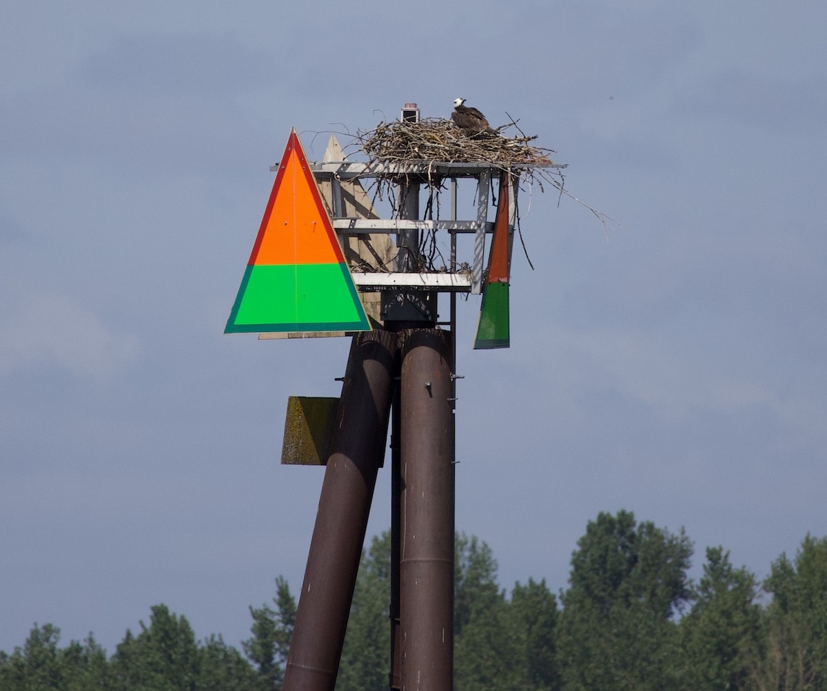 Скопа - ML646363964