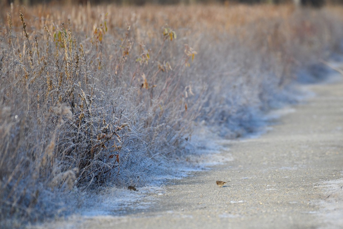 Певчая овсянка - ML646363965