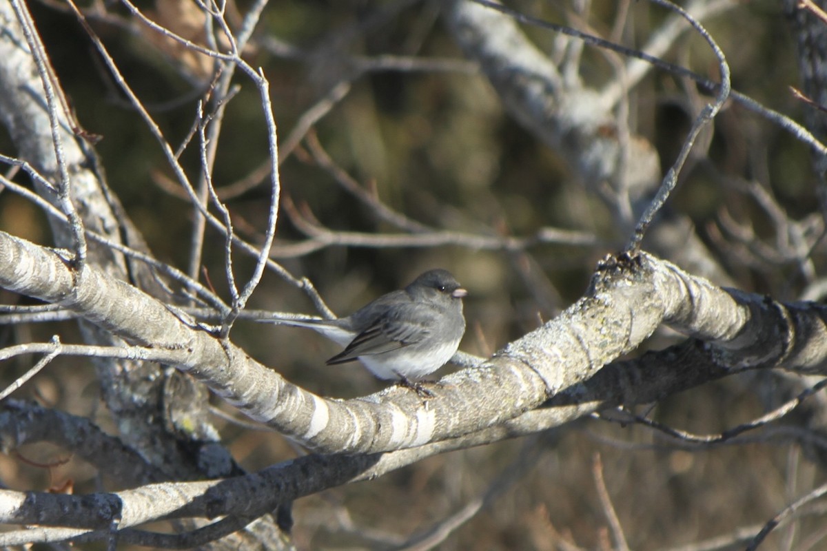 Серый юнко - ML646363966