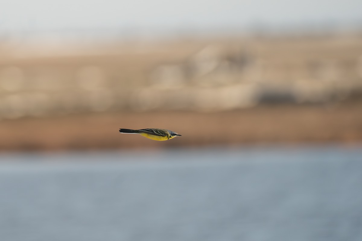 Берингийская жёлтая трясогузка - ML646363967