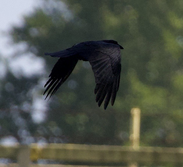 Ворон - ML646363969