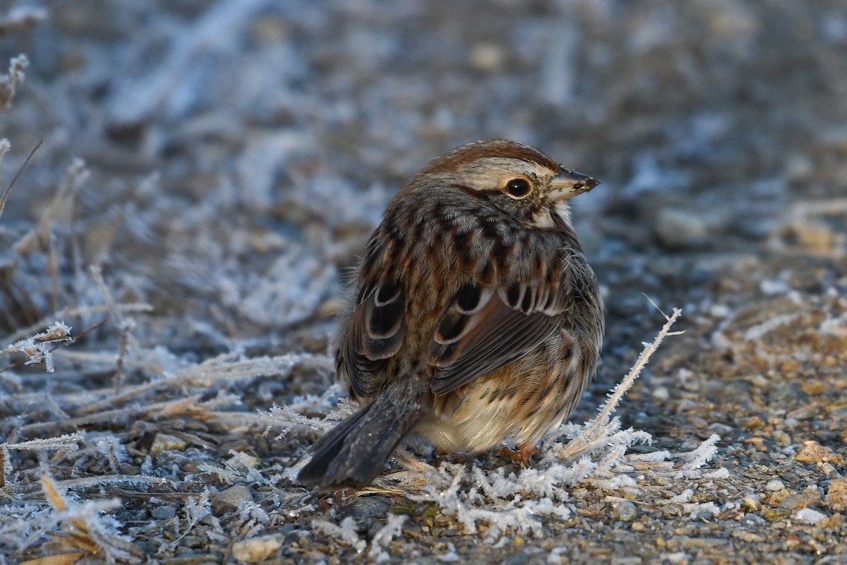 Певчая овсянка - ML646363970