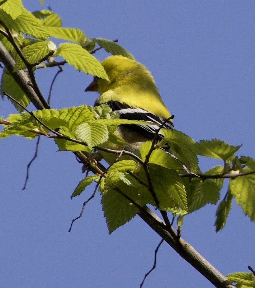 Американский чиж - ML646363972