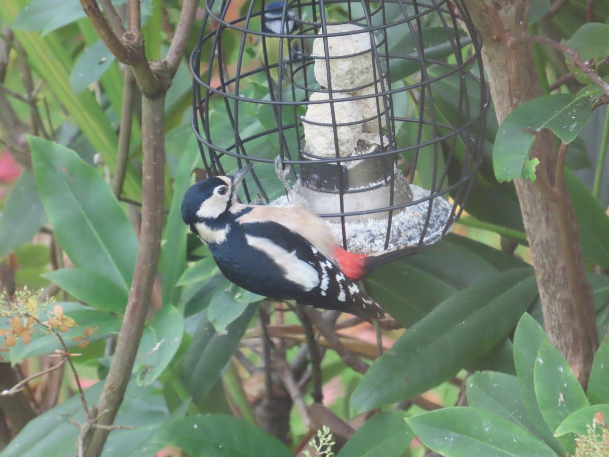 Большой пёстрый дятел - ML646363973