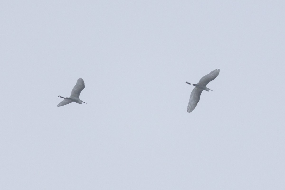 Большая белая цапля - ML646363974