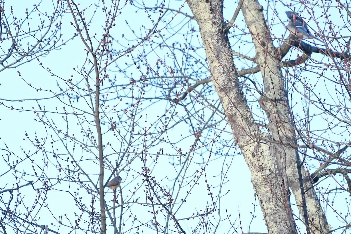 Американская гренадерка - ML646363976