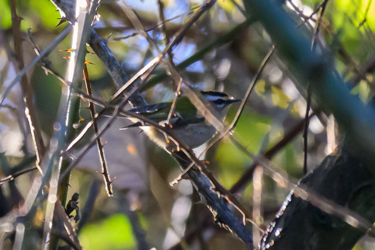 Красноголовый королёк - ML646363977